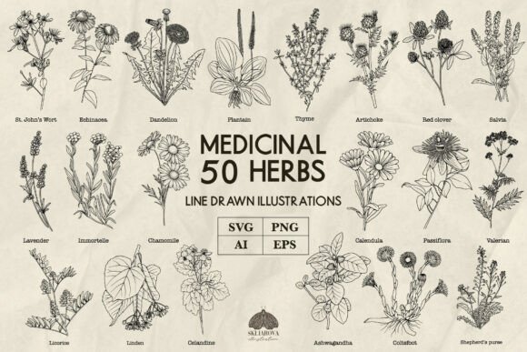 Download Medicinal Herbs Line Art Svg Png Vector - Art Collection